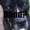 blind