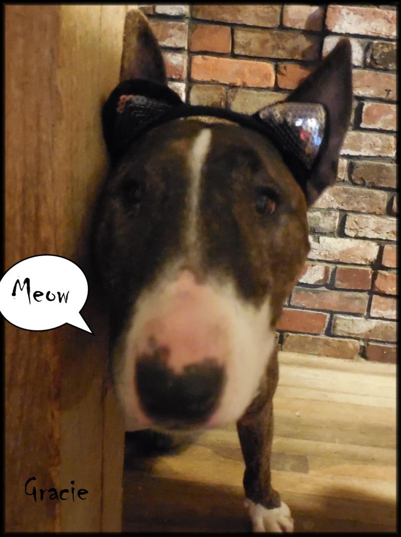 Gracie Meow